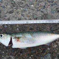 二日連続の釣行