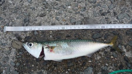 二日連続の釣行