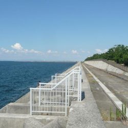 メジロ?ハマチ??