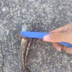 ぶっ込み釣り ミャク釣り 泳がせ釣り