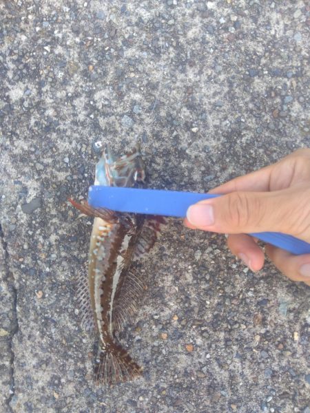 ぶっ込み釣り ミャク釣り 泳がせ釣り