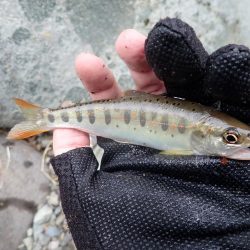 久しぶりの良型アマゴ