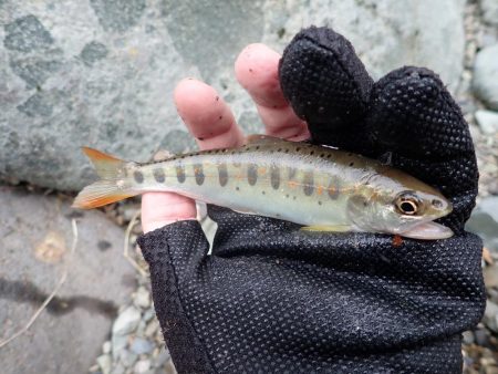 久しぶりの良型アマゴ