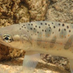 禁漁前に良型求めて