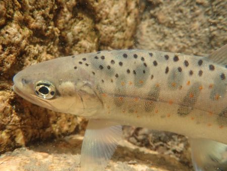 禁漁前に良型求めて