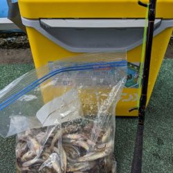 横十間川でハゼ釣り