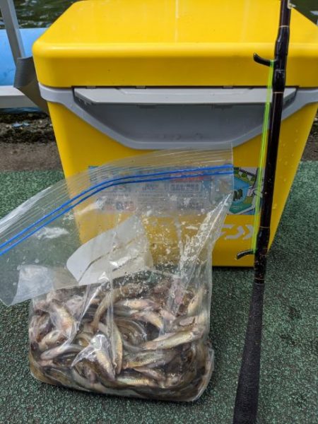 横十間川でハゼ釣り