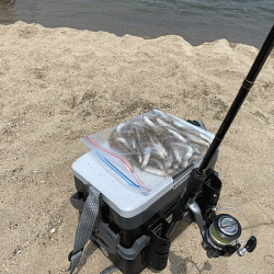 鳥取サーフでキス釣り(2020-2)