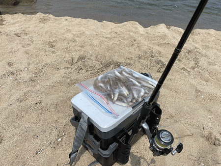 鳥取サーフでキス釣り(2020-2)