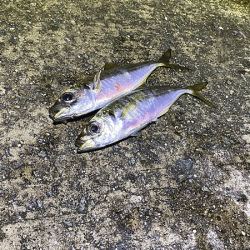 瀬戸内の島アジング(2020-13)