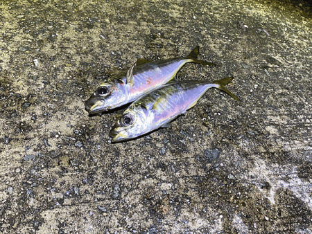 瀬戸内の島アジング(2020-13)