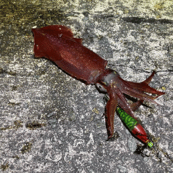 瀬戸内の島ケンサキイカエギング(2020-3)