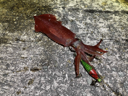 瀬戸内の島ケンサキイカエギング(2020-…