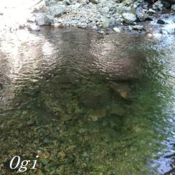 禁漁期目前の揖保川でアマゴ釣り