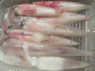 松福丸 釣果