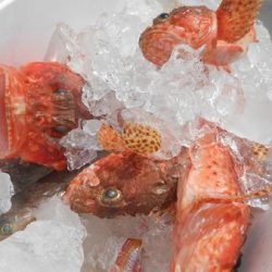 こうゆう丸 釣果