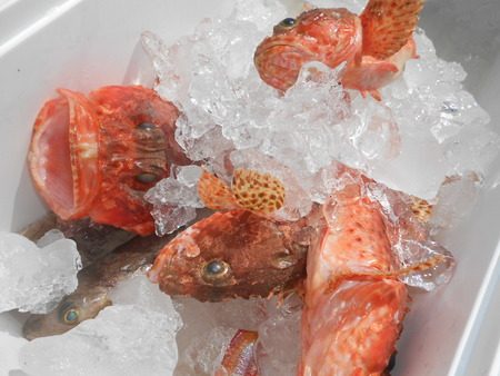 こうゆう丸 釣果