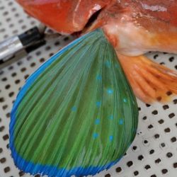 遊漁船 ニライカナイ 釣果