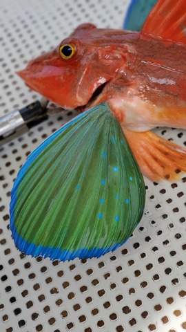 遊漁船 ニライカナイ 釣果