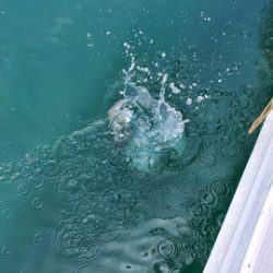 遊漁船 ニライカナイ 釣果