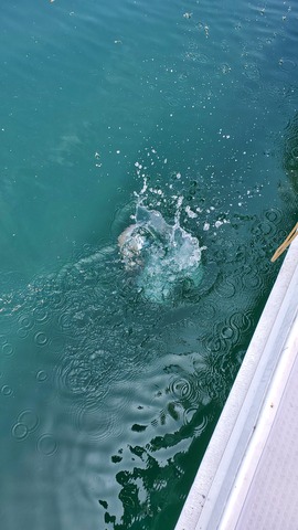 遊漁船 ニライカナイ 釣果