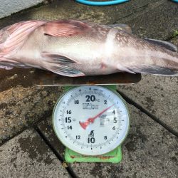 伊豆下田フィッシング 釣果