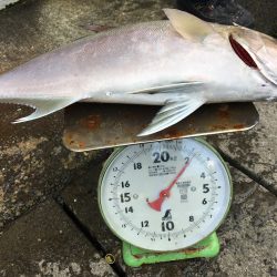 伊豆下田フィッシング 釣果