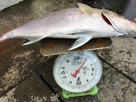 伊豆下田フィッシング 釣果