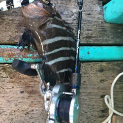 伊豆下田フィッシング 釣果