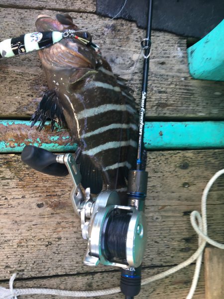 伊豆下田フィッシング 釣果