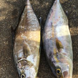 伊豆下田フィッシング 釣果