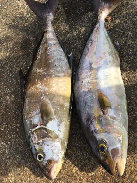 伊豆下田フィッシング 釣果