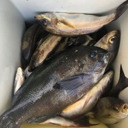 伊豆下田フィッシング 釣果