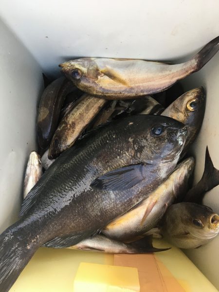 伊豆下田フィッシング 釣果