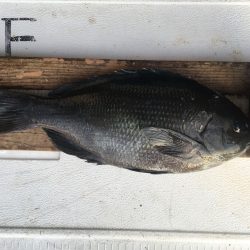 伊豆下田フィッシング 釣果