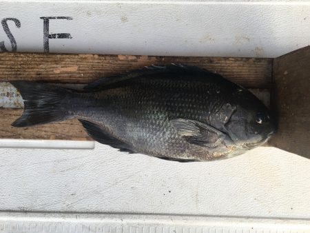 伊豆下田フィッシング 釣果