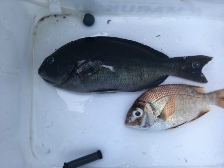 伊豆下田フィッシング 釣果