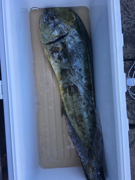 伊豆下田フィッシング 釣果