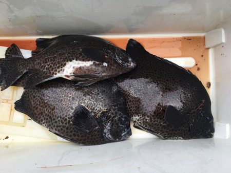 伊豆下田フィッシング 釣果