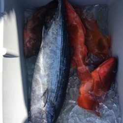 伊豆下田フィッシング 釣果