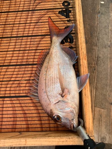 幸吉丸 釣果