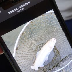 フィッシングレイクたかみや 釣果