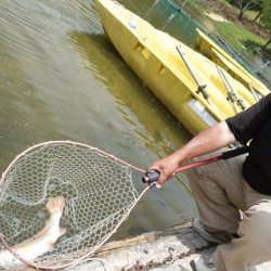 フィッシングレイクたかみや 釣果