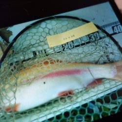 フィッシングレイクたかみや 釣果