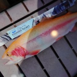 フィッシングレイクたかみや 釣果