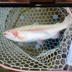 フィッシングレイクたかみや 釣果