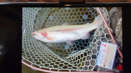 フィッシングレイクたかみや 釣果