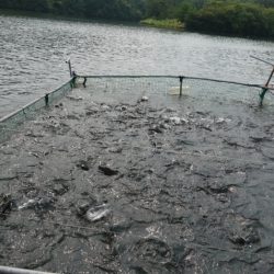 フィッシングレイクたかみや 釣果