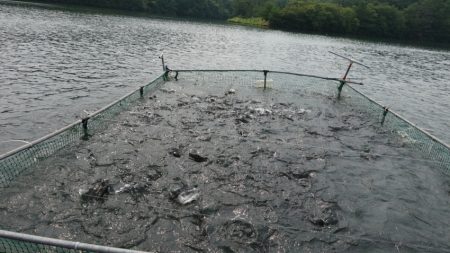 フィッシングレイクたかみや 釣果