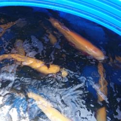 フィッシングレイクたかみや 釣果